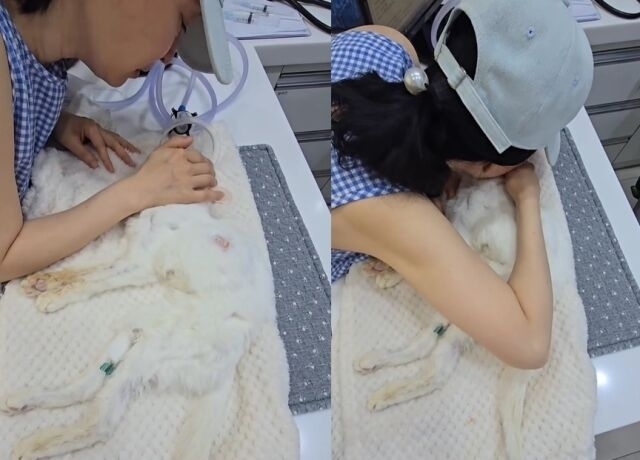 배우 김정난이 반려묘를 떠나보냈다는 소식을 전해 안타까움을 자아냈다. 김정난 인스타그램 캡처