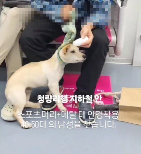반려견 눈·코에 '물파스 학대'…동물단체 "지하철 남성 찾아달라"