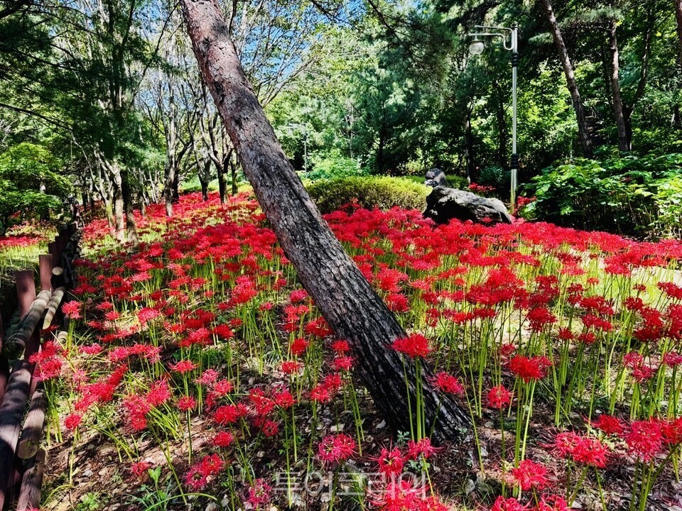 동구 가오근린공원/사진=대전시