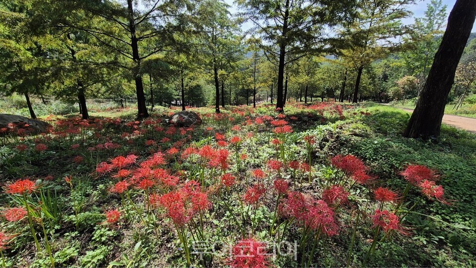 중구 치유의숲/사진=대전시