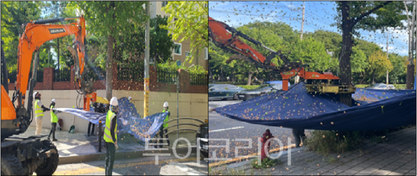 진동수확기를 활용한 열매채취 모습