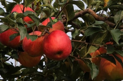 우리는 왜 세계에서 가장 비싼 사과를 먹고 있을까