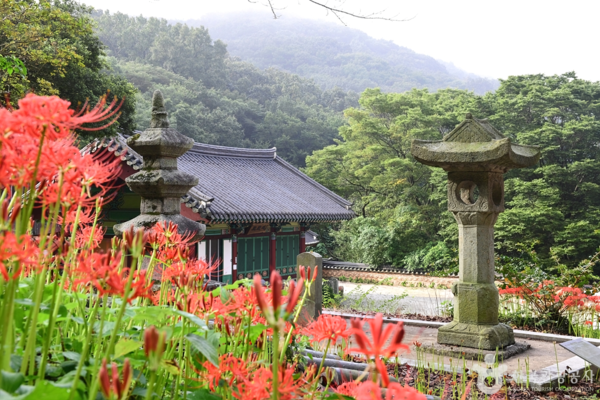 고즈넉한 사찰과 생태 공원이 선사하는 함평 가을산책