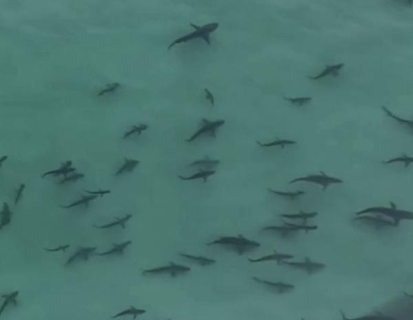 호주 해안으로 먹이 찾아 몰려든 수백 마리 상어 떼(영상)