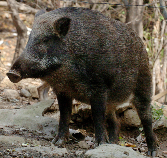 “멧돼지인 줄” 방아쇠 ‘탕’ 동료였다…여수서 70대 엽사 사망