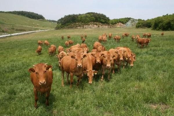 강원도, 동해·고성 농가에 우량 암소 40두 분양…품질 향상 유도