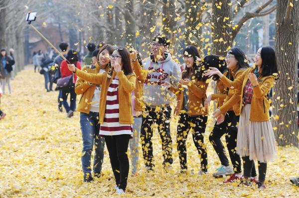 송파구 은행잎이 남이섬으로…20년째 이어진 약속