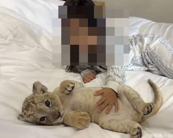 아침에 눈 떴는데 아기 사자가 내 옆에…7분간 제공되는 中 리조트 '이색 서비스'