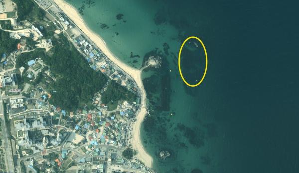 강릉시, 갯녹음 암반 복원사업 확대…사천연안 2.54ha 바다숲 되살린다