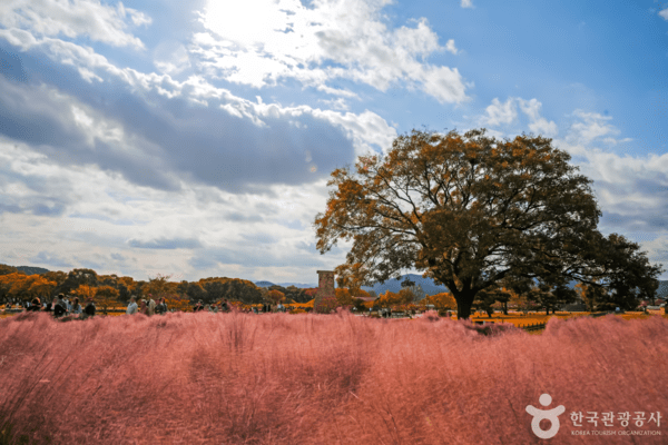 가을에 가볼 만한 곳, 경주 핑크뮬리의 낭만적인 풍경