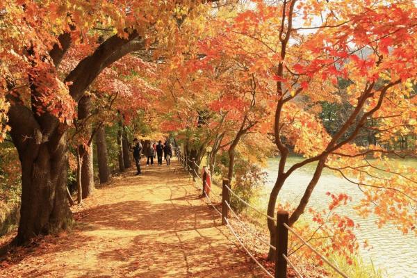 가평군, 청평 옛 중앙내수면연구소 단풍길 임시 개방…방문객 '북적'